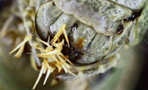 1Grasshopperx8001.jpg