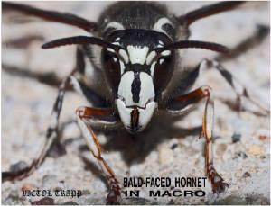 1HORNET2X1000.jpg