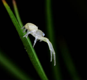 1Macro102.jpg