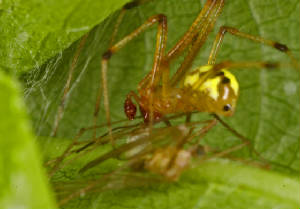 1VERNON7022011MACROVJT252X1000.jpg