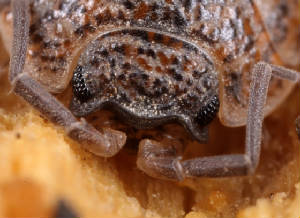 1VICTORMACRO5012011040X5X1000.jpg