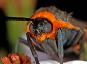 1VJTrappMacroPhotos10062007074X800.jpg