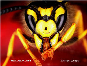 1YELLOWJACKET3800.jpg