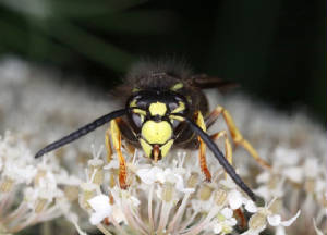 2VernonNorth82120MacroVJT048x1000.jpg