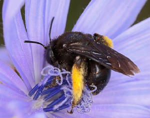 LD9042011MACROVJT195x1000.jpg