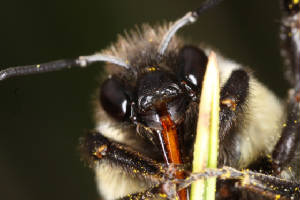 LD9042011MACROVJT230x1000.jpg