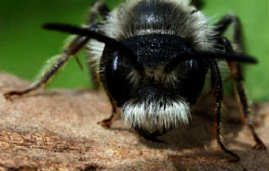 MACRO279.jpg