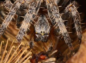 MACRO9202011VJT114X1000.jpg