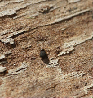 Macro110.jpg