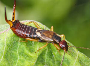 VERNONNORTH18092011MACRO041X1000.jpg