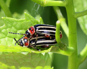 VERNONVICTORMACRO5132012104X10001.jpg