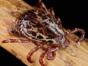 VERNONWILDLIFEAREAVICTORMACRO5142012153X1000.jpg