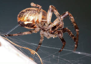 VICTORMACRO9112011028X100001.jpg