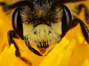 VICTORMACROVEON501201220X1000.jpg