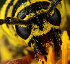 VictorMacro91608Photos020x800.jpg