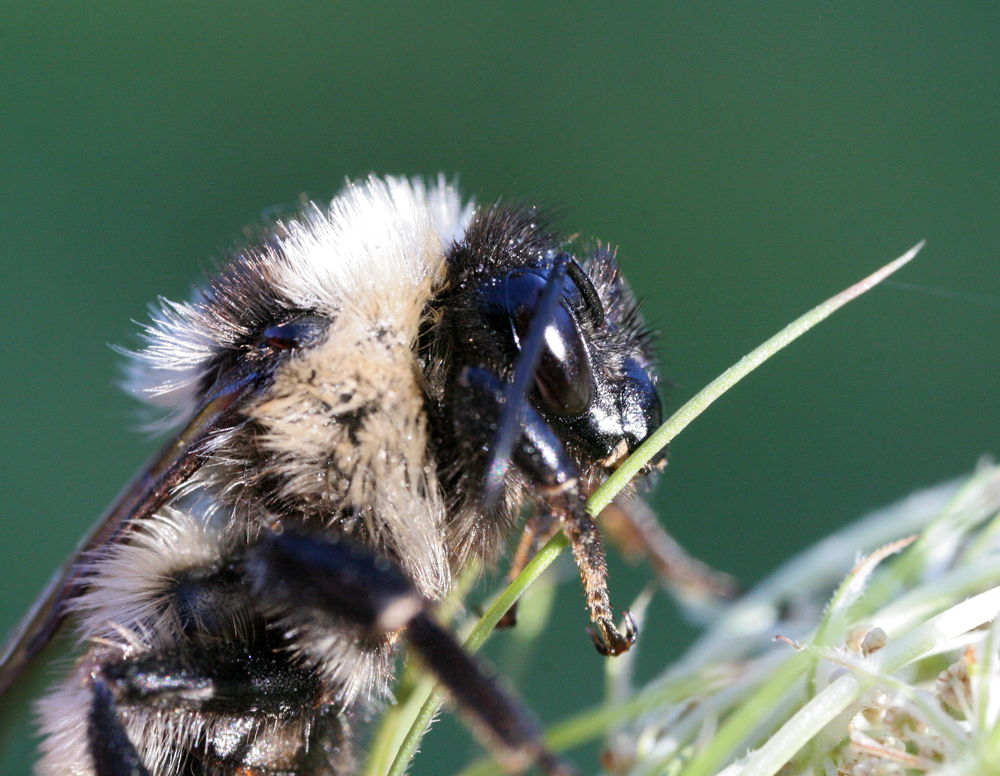 BEE1.jpg