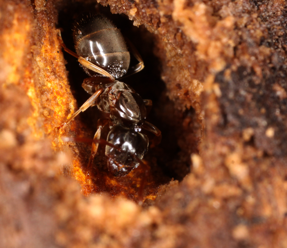 HM4122011087VJTMACRO.jpg