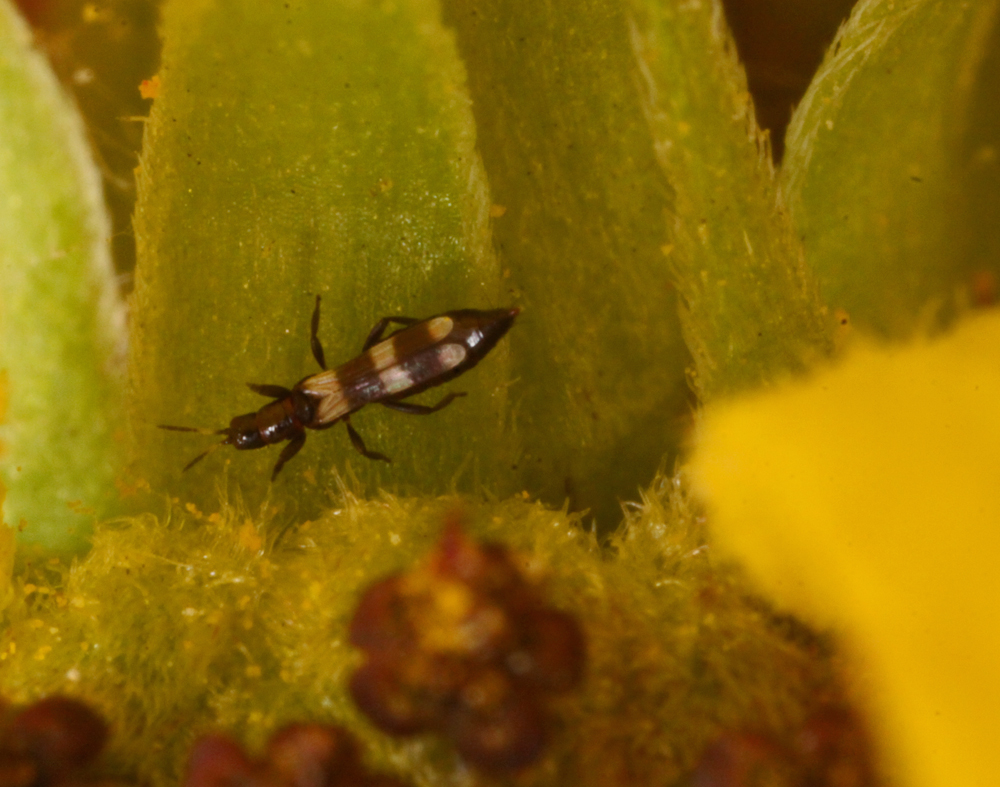 HORICONMARSHMACRO7312011VJT036X1000.jpg