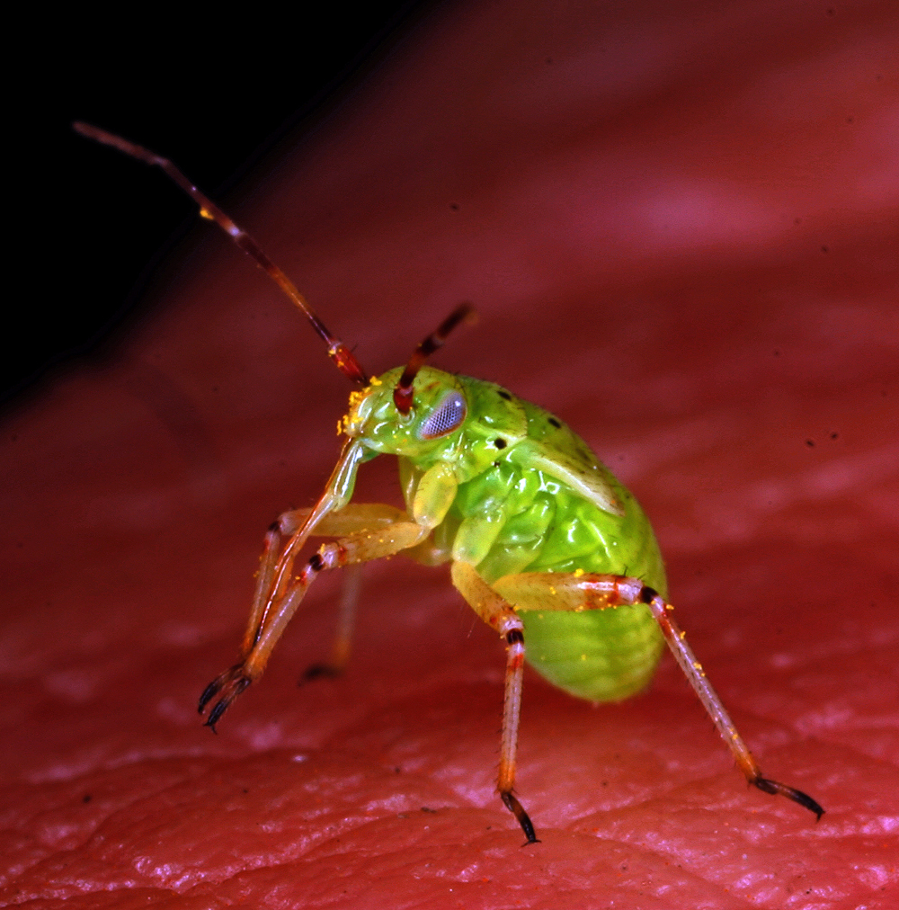 INSECT10.jpg