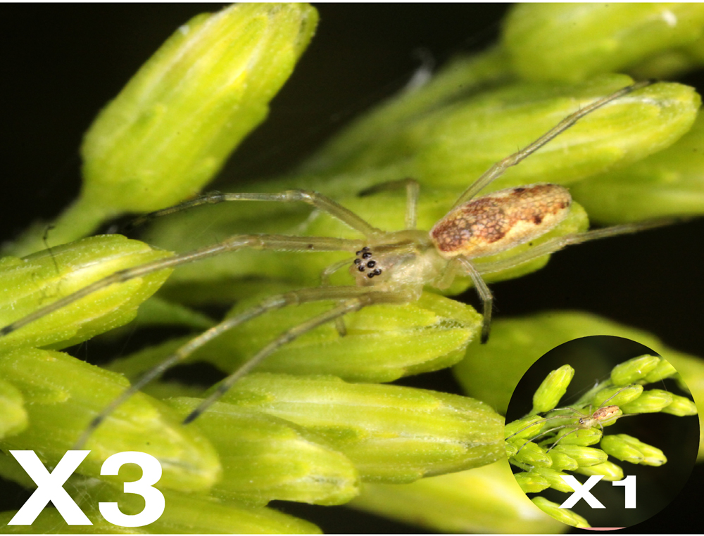 INSECT100X2.jpg