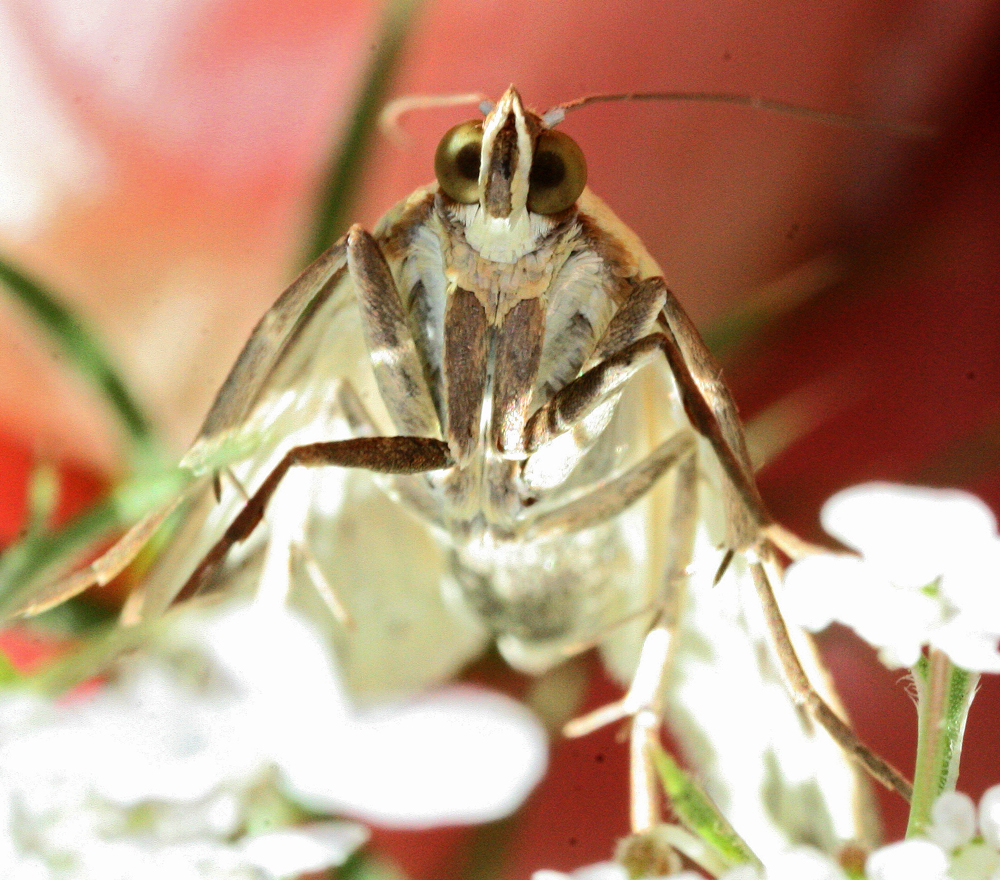 INSECT11.jpg