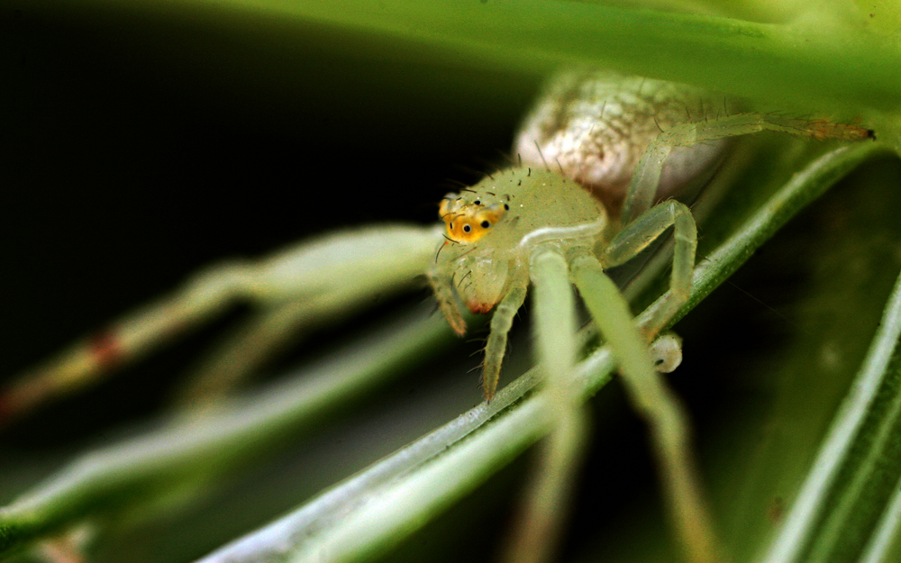 INSECT12.jpg