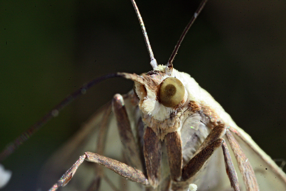 INSECT13.jpg