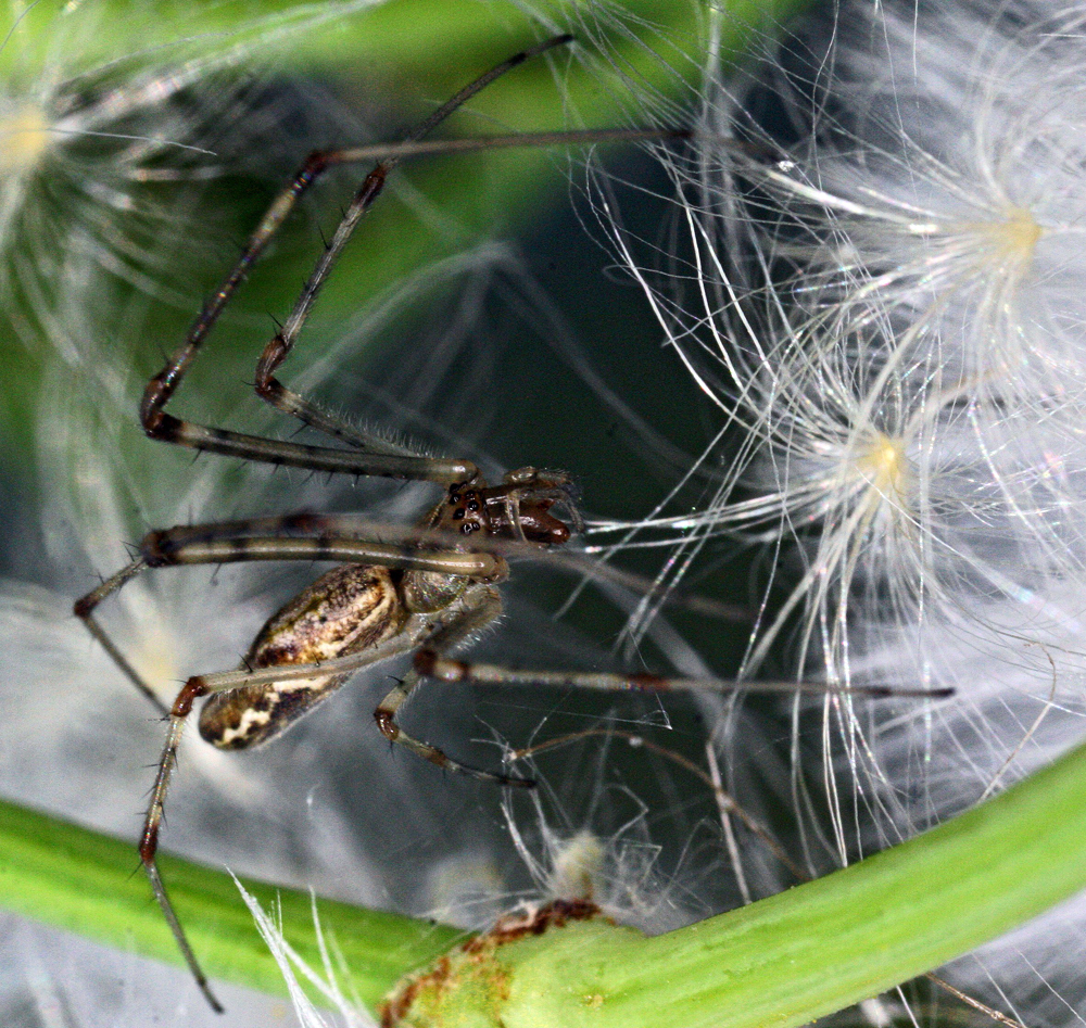 INSECT14.jpg