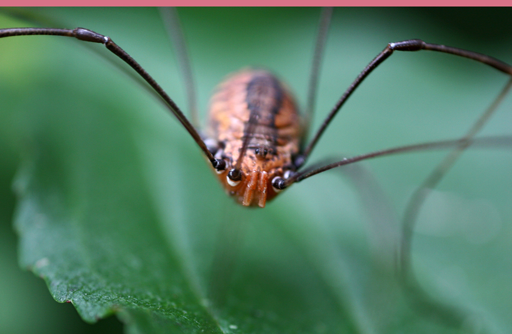 INSECT16.jpg