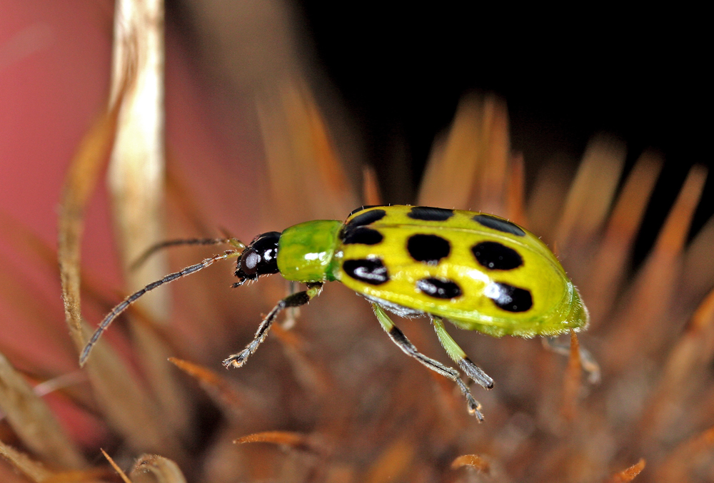 INSECT17.jpg