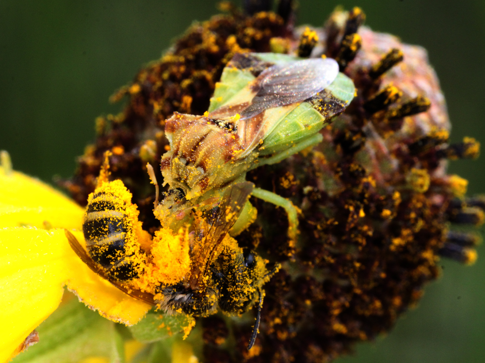 INSECT18.jpg