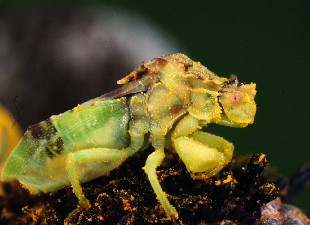 INSECT23.jpg
