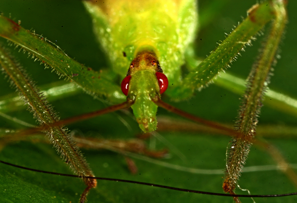 INSECT24.jpg