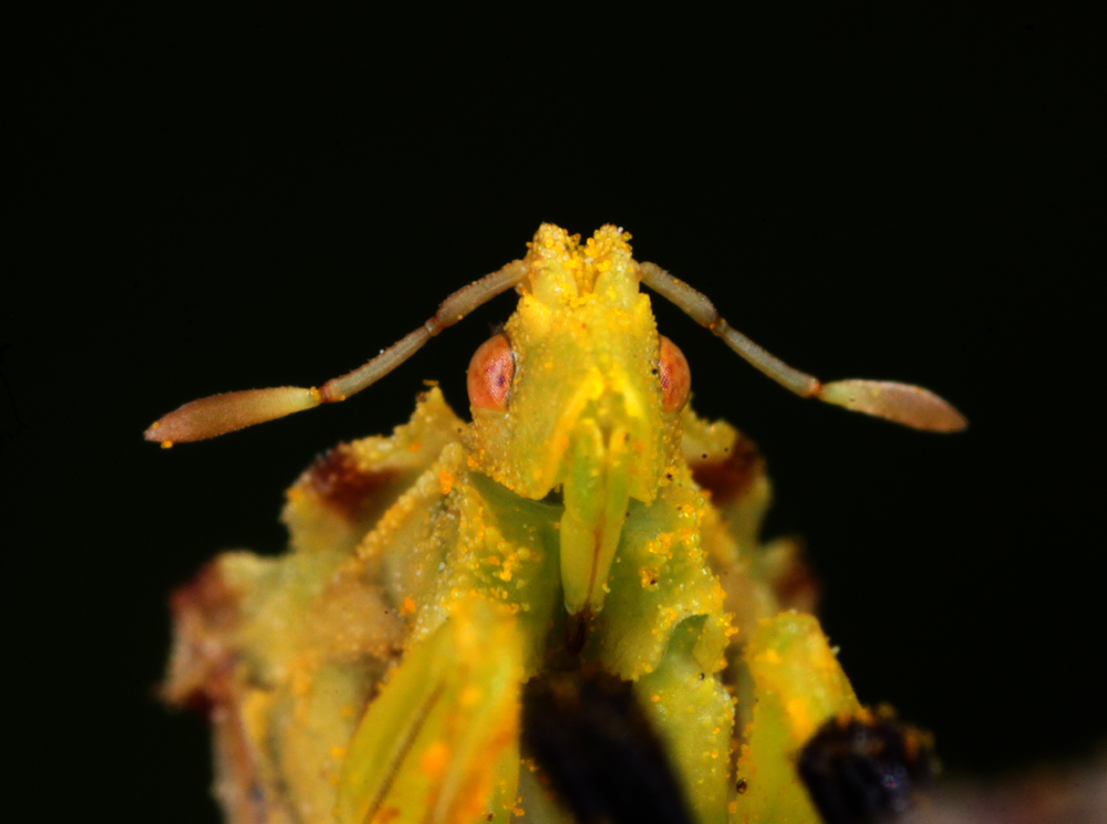 INSECT25.jpg