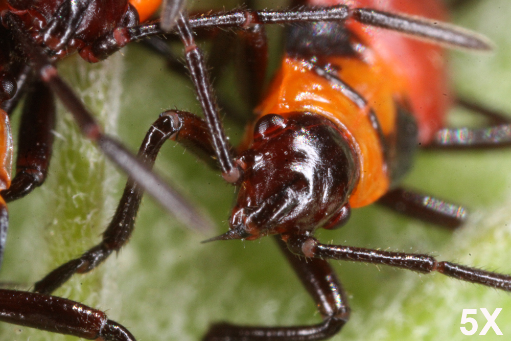 INSECT31.jpg