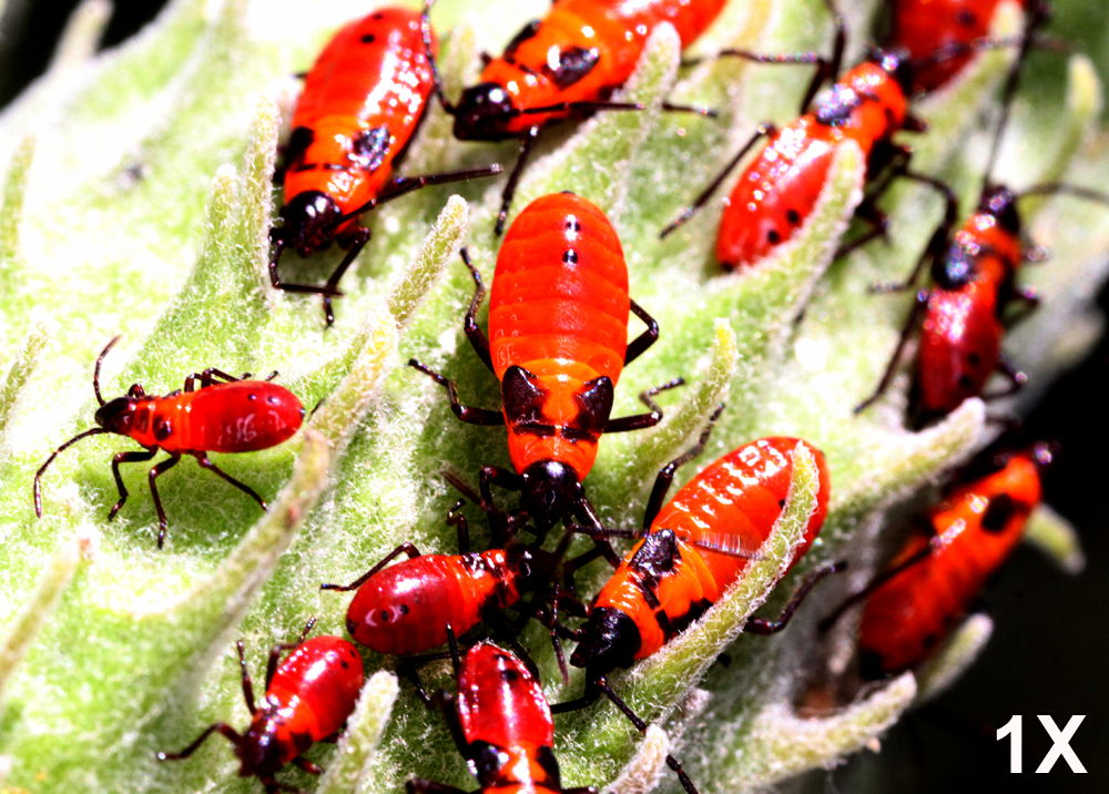 INSECT316.jpg