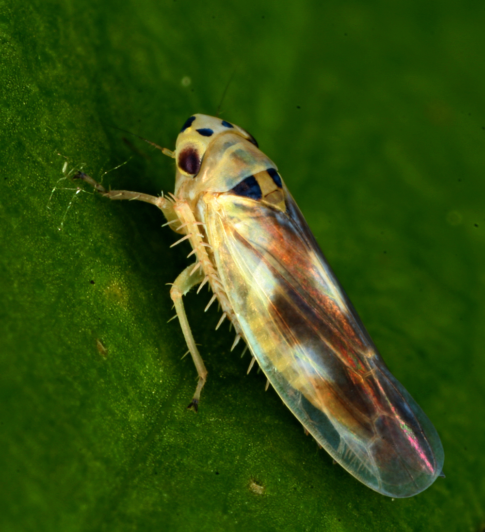 INSECT8.jpg