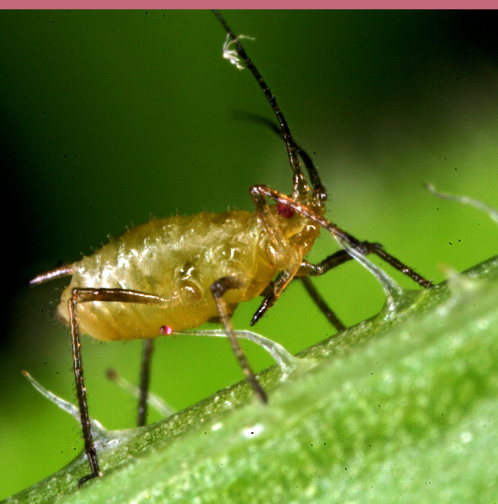 INSECT9.jpg
