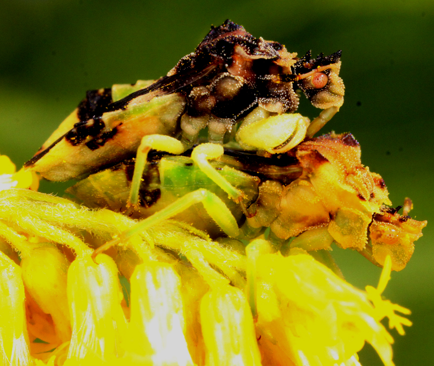 INSECTMATING1.jpg