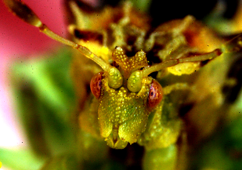 INSECTMATING6.jpg
