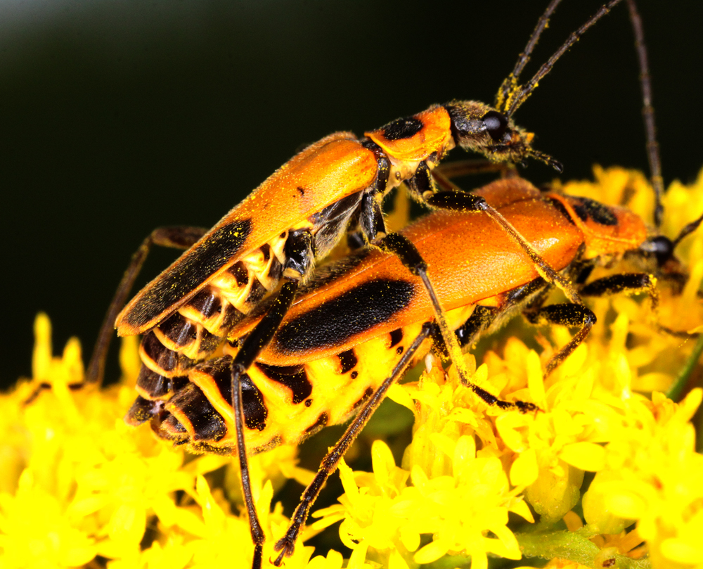INSECTMATINGjpg.jpg