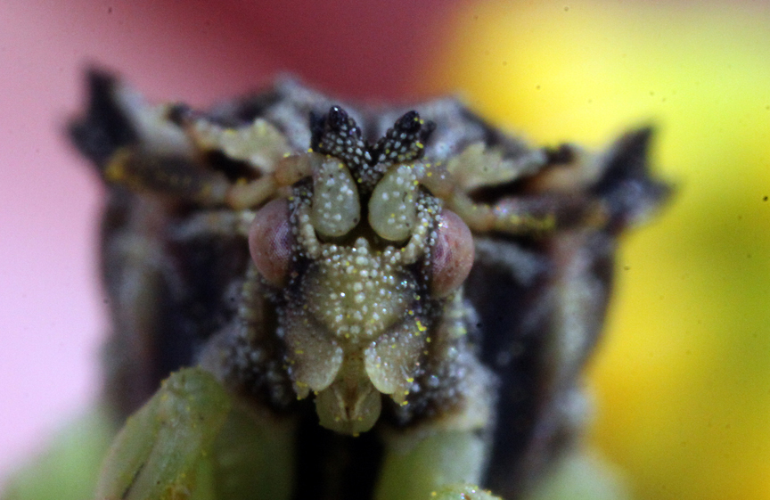 INSECTSMATING2.jpg