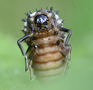 INSECTSTANDING1.jpg