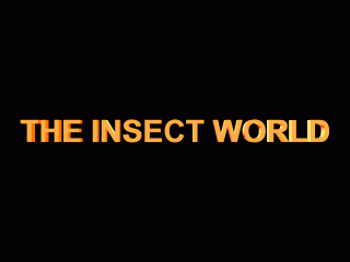 INSECTWORLS7.gif