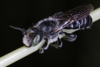 INSECTZX350.jpg