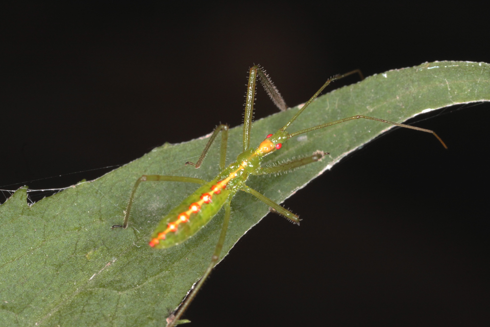 Insect2.jpg
