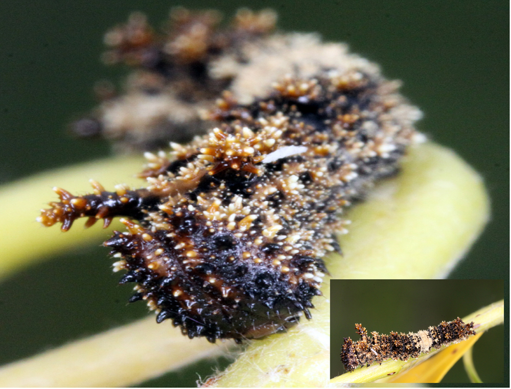 Insect3.jpg
