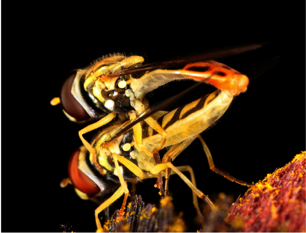 Insect4.jpg
