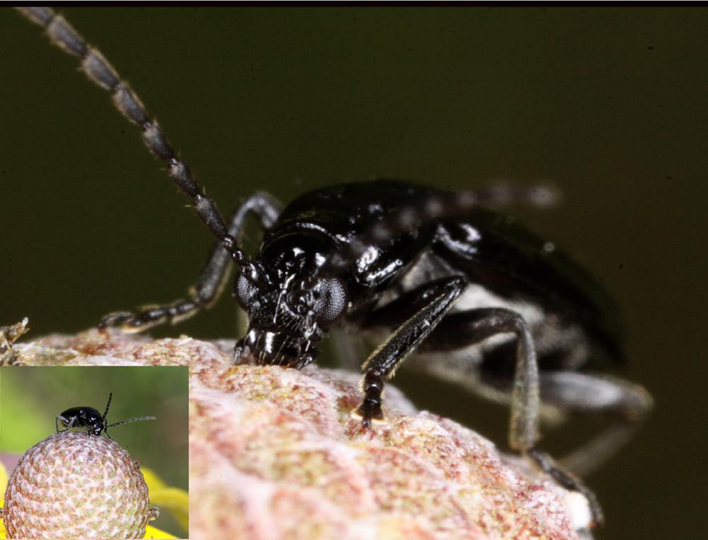 Insect7.jpg