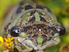 LD9042011MACROVJT092X230.jpg